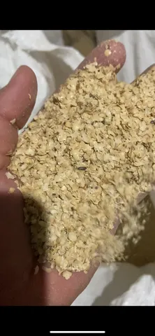 Casquinha de soja 
