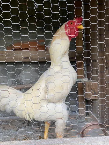 Galo indiano