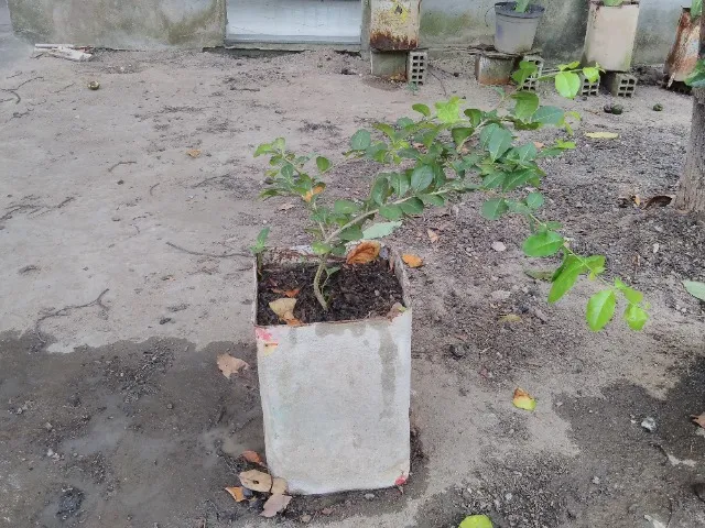 Mudas de acerola