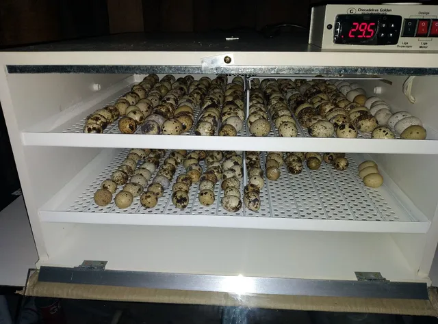 Ovos galados de codornas 