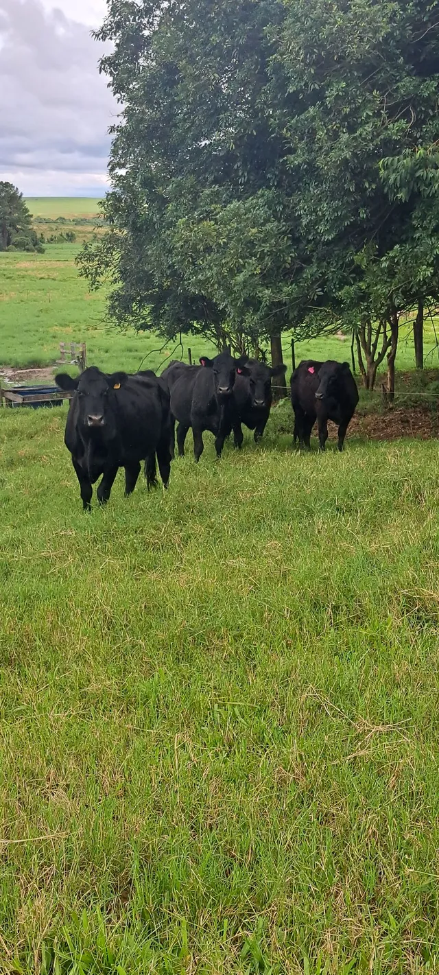 4 fêmeas Aberdeen Angus Puras