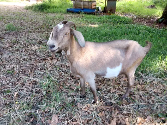 Cabra com filhotes à venda 