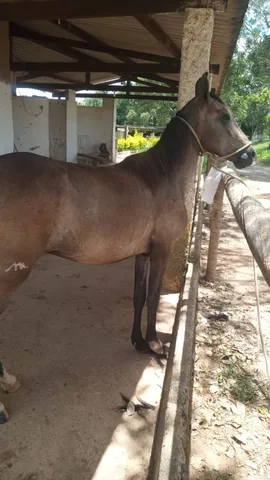 Potro Mangalarga Marchador Registrado