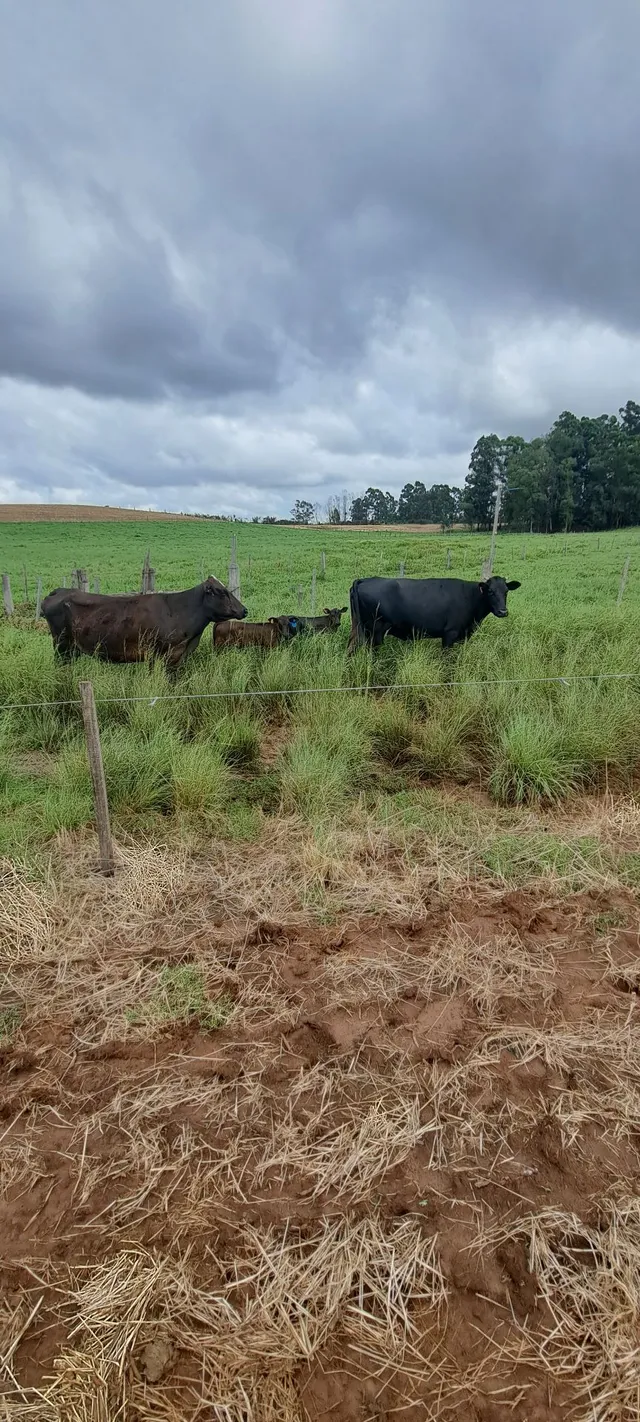 2 vacas com cria ao pé.(com 2 terneiras)