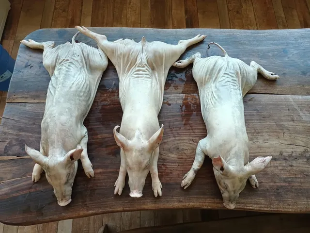 Leitoas 