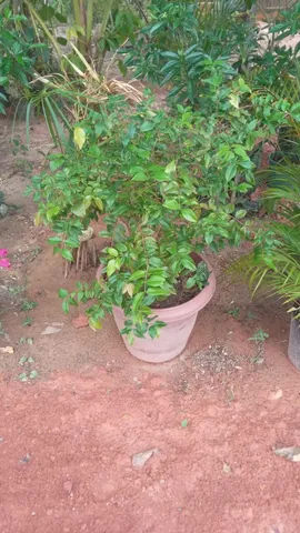 Mudas de Jaboticaba