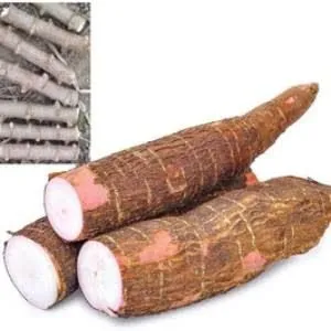 COMPRO rama mandioca branca - LEIA ANÚNCIO 