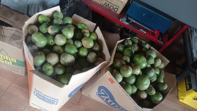 Pequi do Goiás 