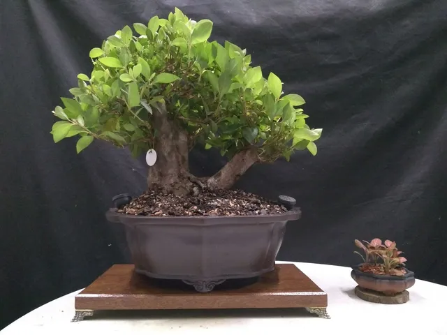 Bonsai azaléia 