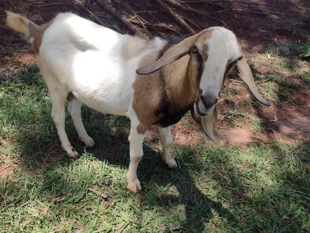 Cabrito à venda 