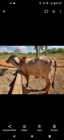Novilha gir a venda