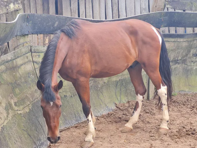 Cavalo 