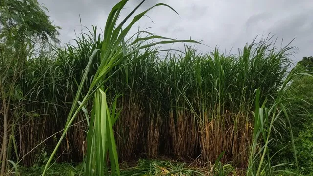 Mudas capiaçu. Tonelada de Silagem