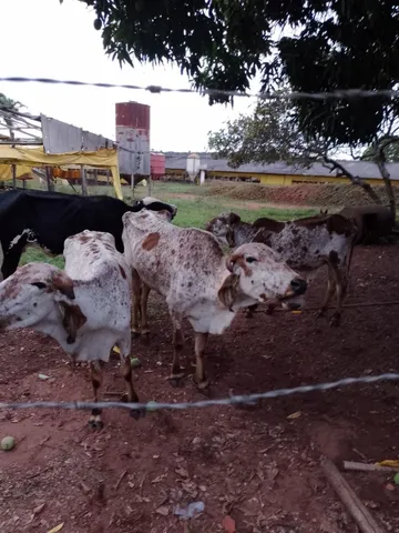 4 por 10.000 vaca bezerra tourinho novilha