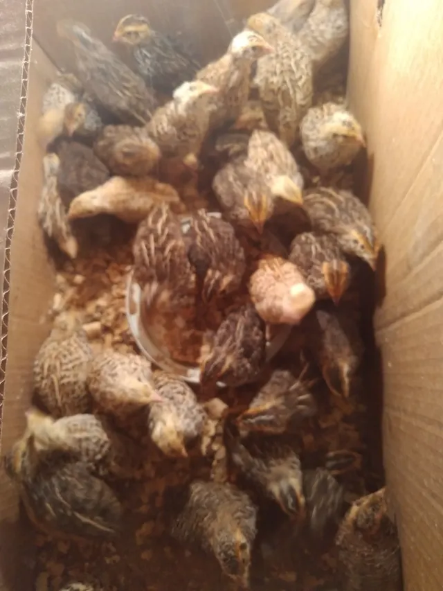 Codornas gigantes