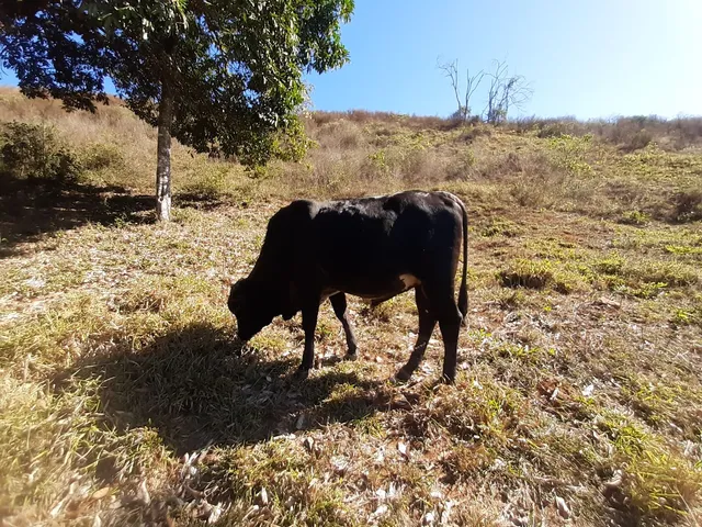 Garrotes para confinar