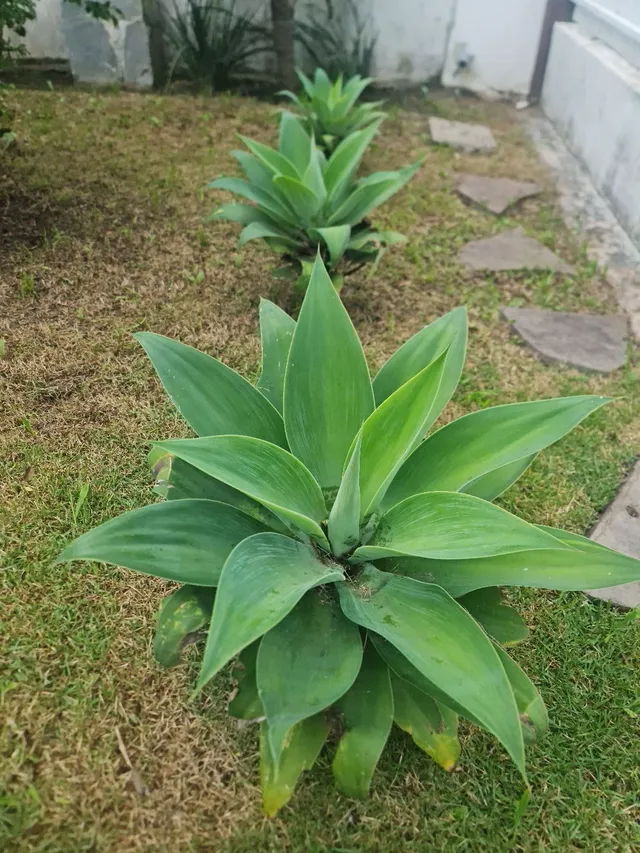 Mudas de plantas