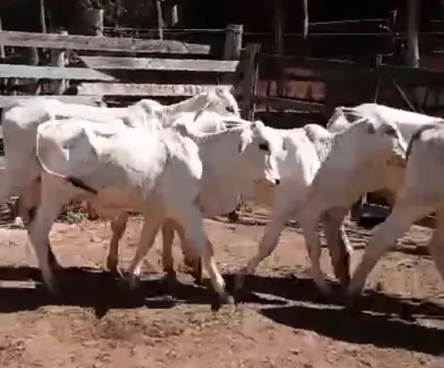 Lote 9 bezerros Nelore sendo 8 brancos e 1 mestiço