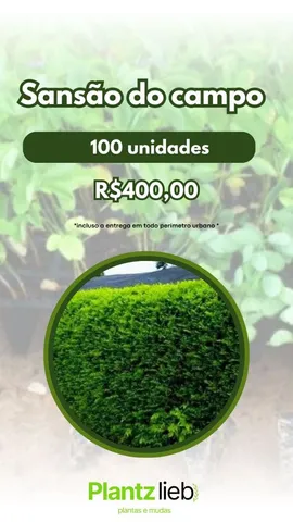 Kit mudas de sansao do campo 