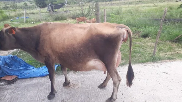 Vacas de Leite Jersey Trazidas de Santa Catarina
