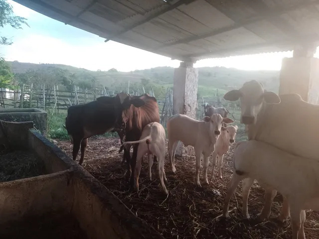 Vendo 