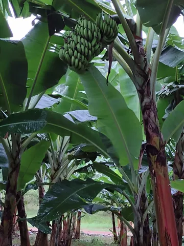 Mudas de banana