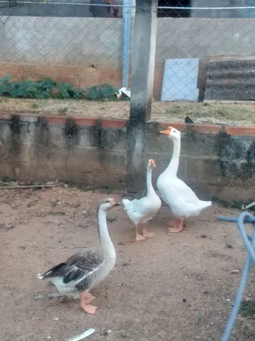 Vendo gansos