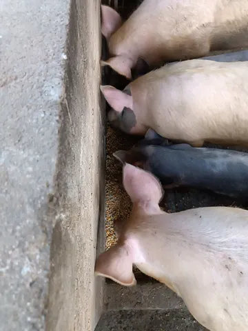 leitões 