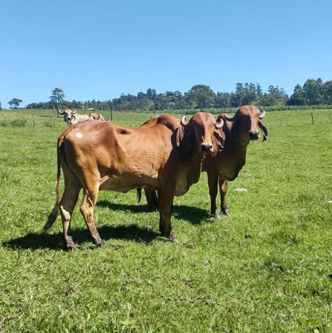Vacas Gir - Cobertas