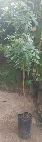 Muda de aroeira pimenta rosa 