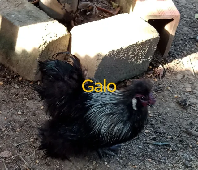 OVOS GALADOS DE SEDOZA DO JAPÃO.