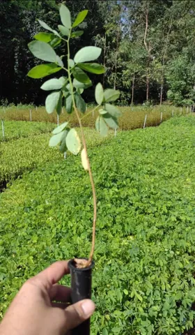 Vendo mudas de Sansão do campo 