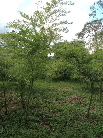 Bambú Mosso 
