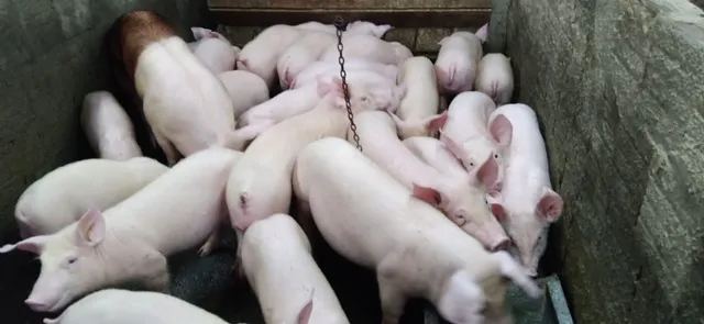 VENDO PORCO LEITÃO RAÇA LANDRACE E TOPPIG DE 16kg a 28kg