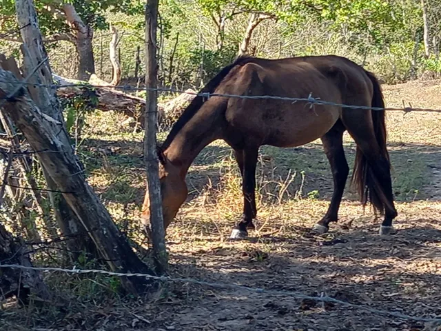 Novilhas, garrotes e pequira