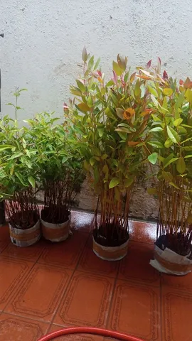 Vendo mudas de eucalipto citriodora (cheiroso ) pellita origrandi 