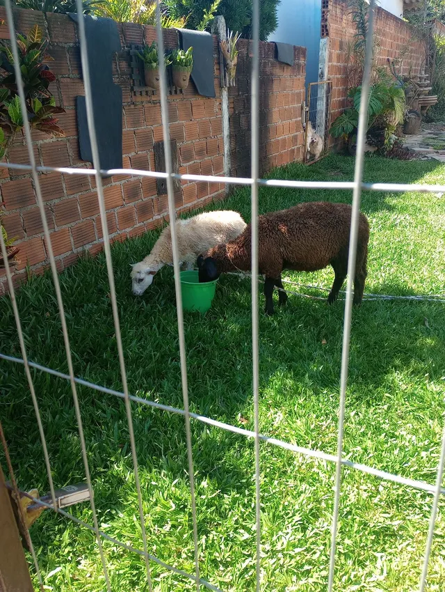 Ovelhas 