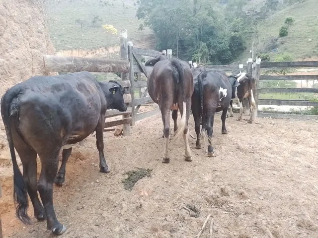 Venda de vacas leiteras 