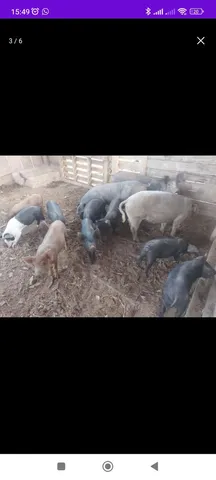 Vendo porco