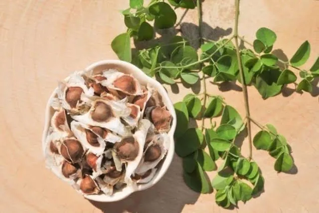 Sementes de Moringa 
