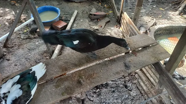 Pato