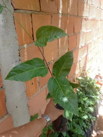 Mudas de maracujá 