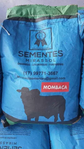 Semente de Capim Mombaça 10kg Revestida Mirassol safra nova
