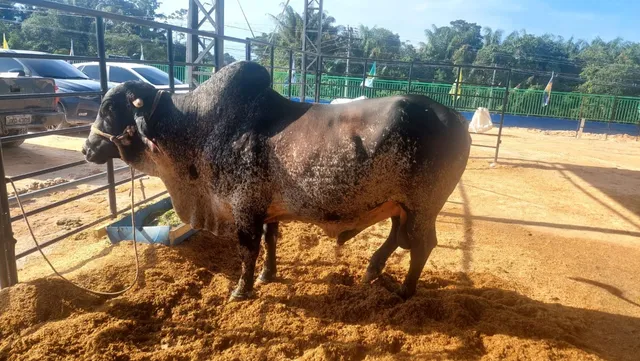 Vendo Touro Raça: Girolando
