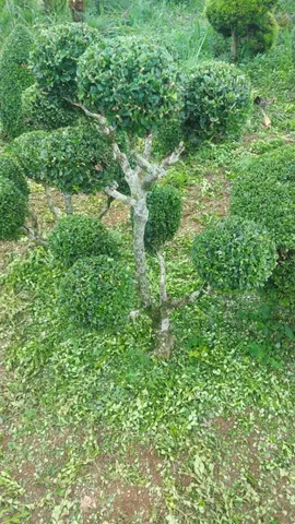 Buxinhos ,plantas ornamentais 