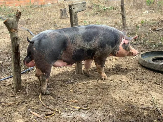 Porco reprodutor pietran p.o 