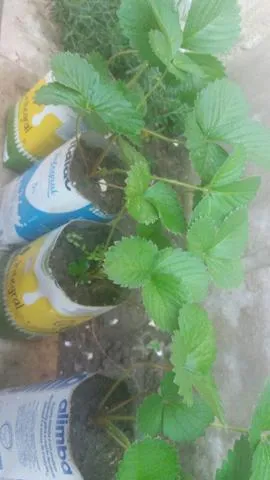 Mudas de Morango 100% Organico