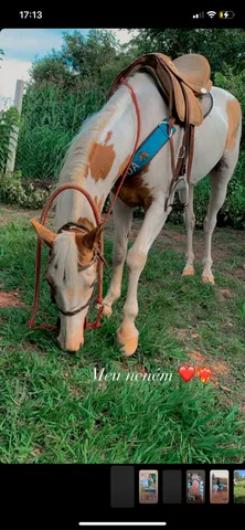 Cavalo Paint Horse vende-se ou troco 