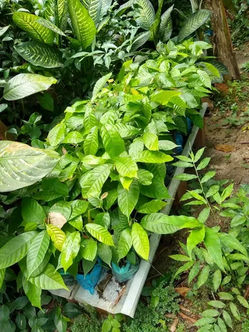 MUDAS DE CACAU 