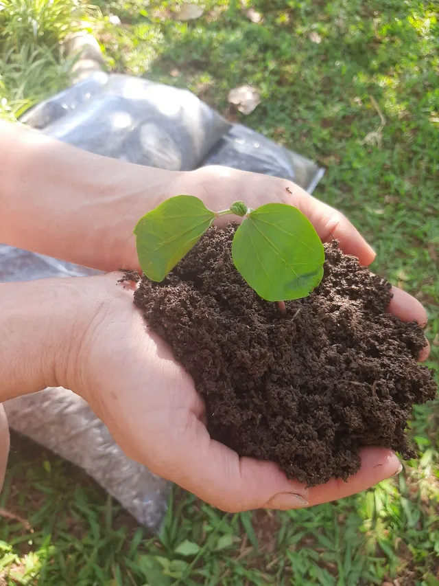 Adubo vegetal orgânico/ terra preta adubada